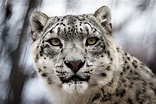 Bildergebnis für Snow Leopard Denning. Größe: 156 x 104. Quelle: artsandculture.google.com