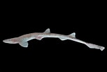 Image result for "schroederichthys Maculatus". Size: 153 x 104. Source: biogeodb.stri.si.edu
