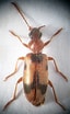 Image result for "notoscopelus Caudispinosus". Size: 64 x 104. Source: www.coleop123.narod.ru