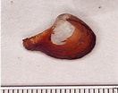 Image result for Cuspidaria cuspidata. Size: 132 x 104. Source: www.marinespecies.org