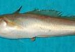 Image result for "urophycis Tenuis". Size: 149 x 74. Source: www.fishbase.se