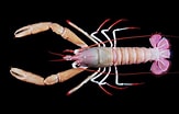 Image result for "nephropsis Aculeata". Size: 163 x 104. Source: www.marinespecies.org