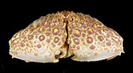 Image result for "Calappa Japonica". Size: 189 x 104. Source: museum.wa.gov.au