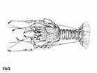 Image result for "panulirus Pascuensis". Size: 139 x 104. Source: www.sealifebase.se