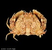 Image result for "calappa Bicornis". Size: 108 x 104. Source: www.crustaceology.com