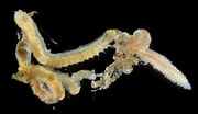 Image result for "aricidea Catherinae". Size: 180 x 104. Source: invertebase.org