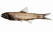 Image result for "lampanyctus Pusillus". Size: 169 x 104. Source: fishesofaustralia.net.au