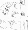 Afbeeldingsresultaten voor Protodriloides chaetifer Geslacht. Grootte: 97 x 104. Bron: www.researchgate.net
