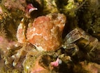 Afbeeldingsresultaten voor "liocarcinus Pusillus". Grootte: 143 x 104. Bron: www.seawater.no