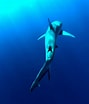 Afbeeldingsresultaten voor "carcharhinus Amblyrhynchoides". Grootte: 89 x 104. Bron: www.pinterest.com