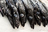 Image result for "aphanopus Carbo". Size: 156 x 104. Source: www.dreamstime.com