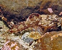"myoxocephalus Scorpioides" に対する画像結果.サイズ: 128 x 104。ソース: www.seawater.no