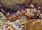 Afbeeldingsresultaten voor "myoxocephalus Scorpioides". Grootte: 145 x 104. Bron: www.seawater.no
