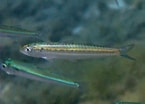 Image result for "sardina Pilchardus". Size: 145 x 104. Source: www.museubiodiversidade.uevora.pt