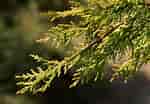 Image result for Cypress Trees. Size: 150 x 104. Source: www.thespruce.com