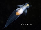 Image result for "clione limacina Antarctica". Size: 142 x 104. Source: www.marinespecies.org