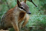 Bildergebnis für Australian Animals. Größe: 156 x 104. Quelle: lifewithvernonhoward.com