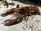 Image result for Homarus americanus Typen. Size: 136 x 104. Source: www.flickr.com