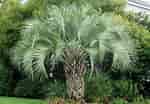 Afbeeldingsresultaten voor Butia capitata Butia Palm. Grootte: 150 x 104. Bron: alohatropicals.com