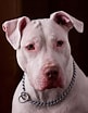 Image result for Pitbull American Terrier. Size: 81 x 104. Source: es.wikipedia.org