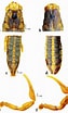 Image result for "cono Caramacroptera". Size: 63 x 104. Source: www.scielo.org.mx