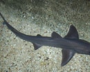 Image result for "mustelus Palumbes". Size: 130 x 104. Source: www.fishipedia.es