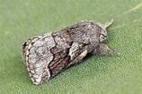 Image result for "trichydra Pudica". Size: 158 x 104. Source: oreina.org