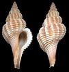 Afbeeldingsresultaten voor "trophon Muricatus". Grootte: 101 x 104. Bron: www.gastropods.com