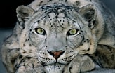 Snow Leopard के लिए छवि परिणाम. आकार: 164 x 104. स्रोत: animals.sandiegozoo.org