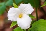 Image result for White Trillium. Size: 155 x 104. Source: www.etsy.com
