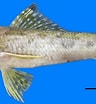 Image result for Aulopus filamentosus Stam. Size: 96 x 104. Source: www.researchgate.net