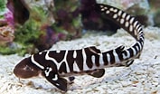 Afbeeldingsresultaten voor Zebra Shark. Grootte: 177 x 104. Bron: wallsdesk.com
