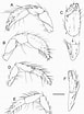 Image result for "achaeus Brevidactylus". Size: 77 x 104. Source: www.researchgate.net