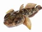 Image result for "mesogobius Batrachocephalus". Size: 138 x 104. Source: www.dreamstime.com