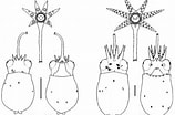 Afbeeldingsresultaten voor Eucleoteuthis luminosa Stam. Grootte: 158 x 104. Bron: tolweb.org