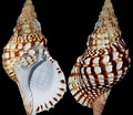 Image result for "charonia Lampas". Size: 120 x 104. Source: www.jaxshells.org