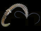 Image result for "pygospio Elegans". Size: 139 x 104. Source: www.aphotomarine.com