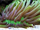 Image result for Heliofungia. Size: 137 x 104. Source: sierrasaltwatersystems.blogspot.com