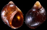 Image result for "melarhaphe Neritoides". Size: 166 x 104. Source: www.idscaro.net
