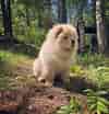 Image result for Chow Chows. Size: 100 x 104. Source: www.thepaws.net
