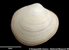 Image result for "diplodonta Rotundata". Size: 143 x 104. Source: naturalhistory.museumwales.ac.uk