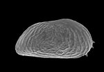 Afbeeldingsresultaten voor "sarsicytheridea Bradii". Grootte: 150 x 104. Bron: www.iopan.gda.pl
