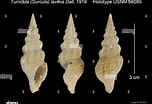 Image result for "oenopota Turricula". Size: 152 x 104. Source: www.alamy.com