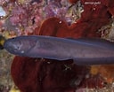Image result for "oligopus Ater". Size: 128 x 104. Source: salentosommerso.it