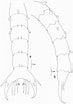 Risultato immagine per "lydia Annulipes". Dimensioni: 73 x 104. Fonte: www.researchgate.net