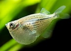 Image result for Silver Hatchetfish. Size: 145 x 104. Source: coburgaquarium.com.au