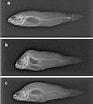 Afbeeldingsresultaten voor Zosterisessor ophiocephalus Anatomie. Grootte: 93 x 104. Bron: www.researchgate.net