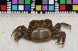 Image result for "deiratonotus Japonicus". Size: 157 x 104. Source: ffish.asia