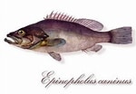 Image result for "epinephelus Caninus". Size: 150 x 104. Source: renotonna.yolasite.com