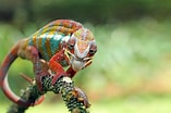 Image result for Chameleon Profile. Size: 157 x 104. Source: www.treehugger.com